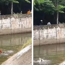 Смотритель сафари-парка спас утопающего орангутанга, который неосторожно попытался достать еду из воды