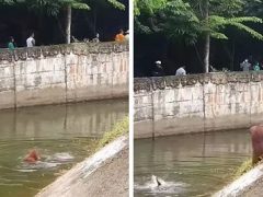 Смотритель сафари-парка спас утопающего орангутанга, который неосторожно попытался достать еду из воды