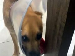 Пёс в медицинском воротнике забыл, как нужно двигаться