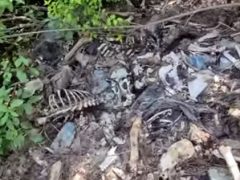 Людей шокировало «лосиное кладбище» с множеством костей погибших животных