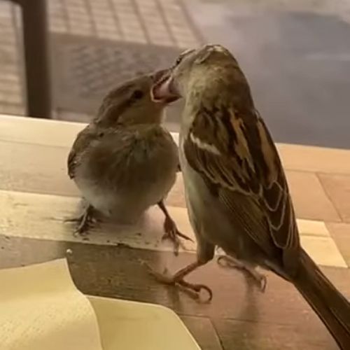Птичка прилетела в ресторан, чтобы накормить своего птенца
