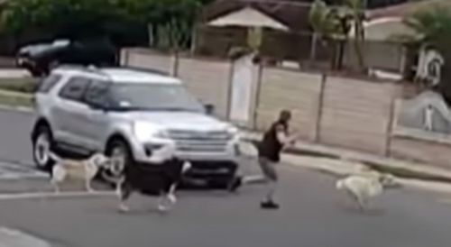 Женщину, выгуливавшую собак, сбил автомобиль, водитель которого даже не остановился