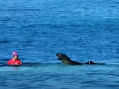 Пловчиха была атакована тюленем, защищавшим детёныша