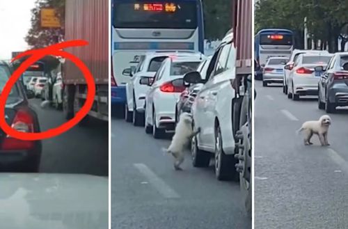 Водитель избавился от щенка, высадив из его из машины посреди дороги