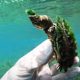 Черепаха заполучила стильную причёску из водорослей