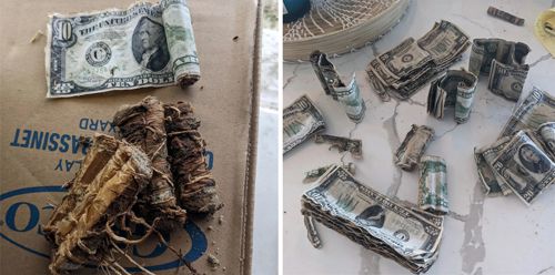 Во время ремонта под домом обнаружился клад из старых долларов