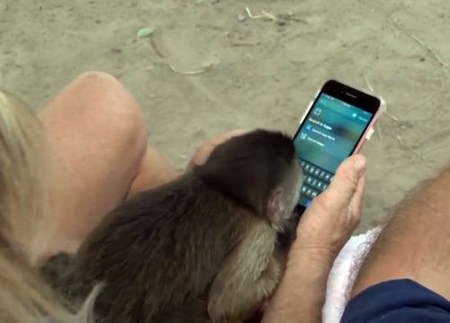 Обезьянка, живущая в зоопарке, украла телефон и позвонила в службу спасения
