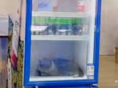 Кошка воспользовалась холодильником, чтобы «сбежать от лета»