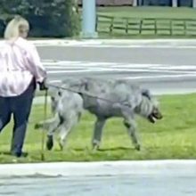 Хозяйка вывела на прогулку огромного зверя, которого приняли за мутанта