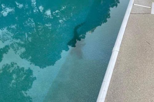 Аллигатор, сбежавший из передвижного зверинца, решил поплавать в чужом бассейне