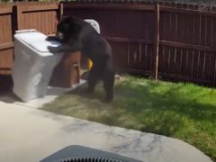 Медведь оказался опытным грабителем и украл мешок с мусором