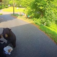 Медведи не только украли мусор, но и подрались из-за него