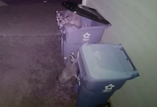 Домовладелец получил возможность посмотреть на дуэт енотов, облюбовавших мусорный бак