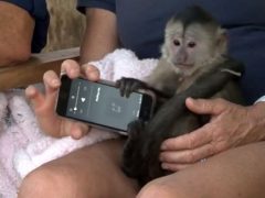 Обезьянка, живущая в зоопарке, украла телефон и позвонила в службу спасения