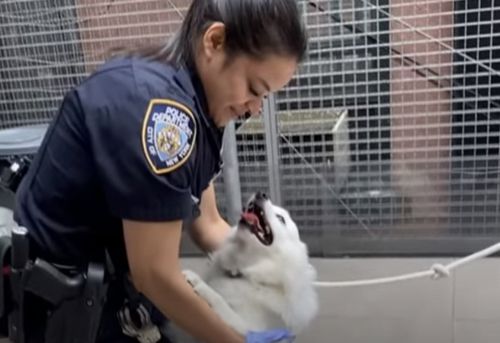 Сотрудница полиции взяла себе собаку, которую она с коллегами спасла из жаркой машины