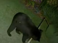 Медведь, нашедший пальмовый лист, принял его за игрушку