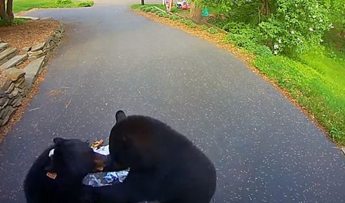 Медведи не только украли мусор, но и подрались из-за него