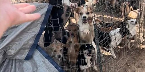 150 собак, живших с бездомными хозяевами в пустыне, были спасены