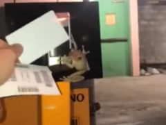 Лягушка прыгнула в машину водителя, пытавшегося заплатить за парковку