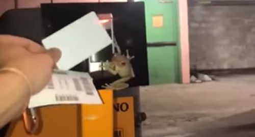 Лягушка прыгнула в машину водителя, пытавшегося заплатить за парковку