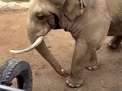 Добрый слон вернул ребёнку ботинок, упавший в вольер