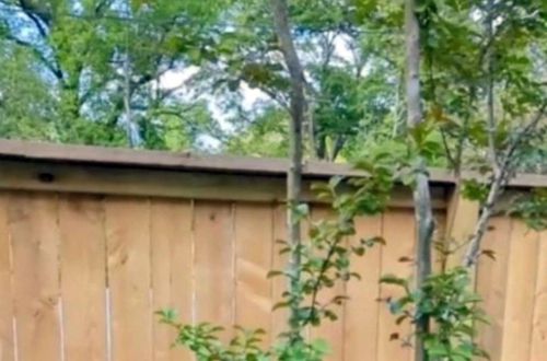 Предприимчивый мужчина воспользовался тем, что соседи поставили новый забор