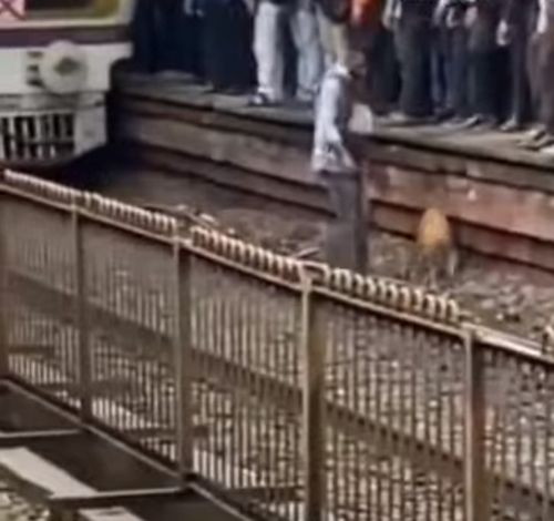 Добряк спустился на железнодорожные рельсы, чтобы спасти собаку