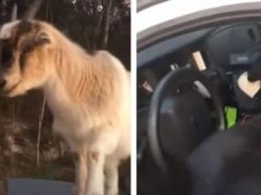Помощник шерифа лишился документов из-за коз, захвативших его машину