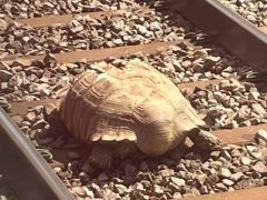 Черепаха, сбежавшая в поисках подруги, была сбита поездом и теперь выздоравливает