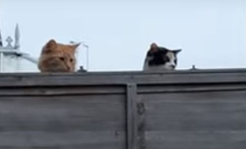 Кошки принялись шпионить за собакой, появившейся по соседству