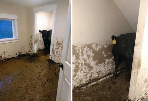 Переехавшие домовладельцы выяснили, что в их доме поселились коровы