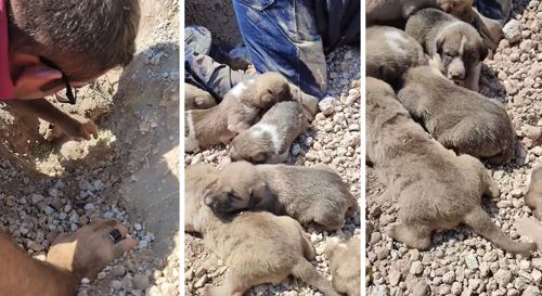 Ветеринар голыми руками выкопал собаку и её щенков из-под оползня