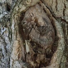 Фотограф сумел рассмотреть и снять замаскировавшуюся сову