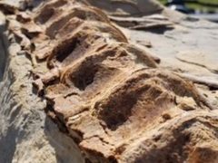 Рыбак нашёл окаменелость, которой может быть около 90 миллионов лет