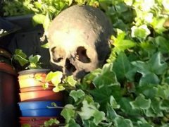Барсуки разбрасывают человеческие кости по саду пенсионерки