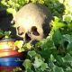 Барсуки разбрасывают человеческие кости по саду пенсионерки