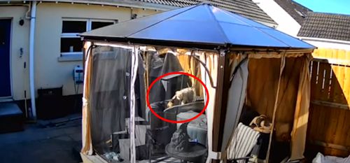 Щенок спас собаку от утопления в гидромассажной ванне
