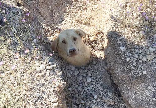 Ветеринар голыми руками выкопал собаку и её щенков из-под оползня