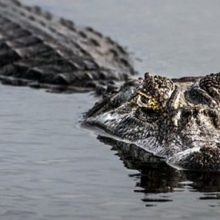 Старушка, занимавшаяся садоводством, свалилась в водоём и была убита аллигатором