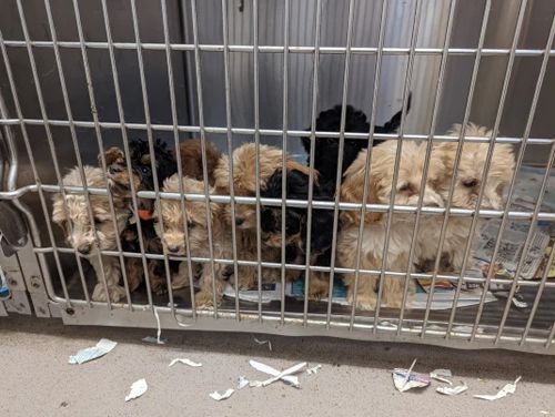 Жестокие владельцы бросили на обочине клетку с 20 щенками