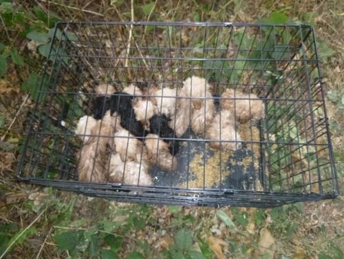 Жестокие владельцы бросили на обочине клетку с 20 щенками