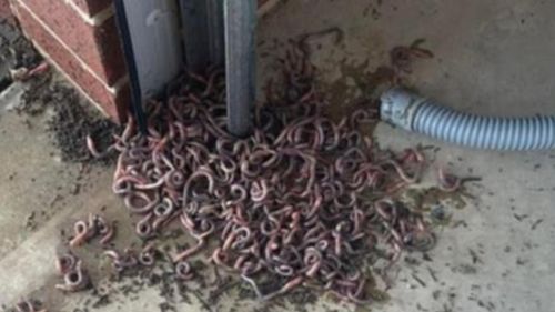 Женщина пожаловалась на червей, захватывающих её гараж после каждого дождя
