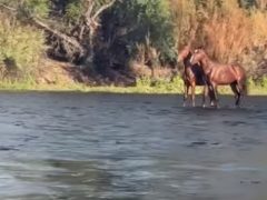 Лошади, плывущие по поверхности реки, оказались оптической иллюзией