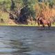 Лошади, плывущие по поверхности реки, оказались оптической иллюзией