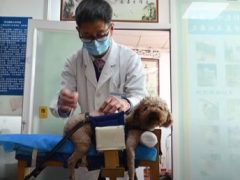 Ветеринар начал применять для лечения животных традиционную китайскую медицину