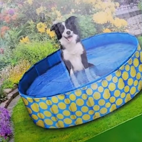 Пёс едва поместился в купленный для него бассейн