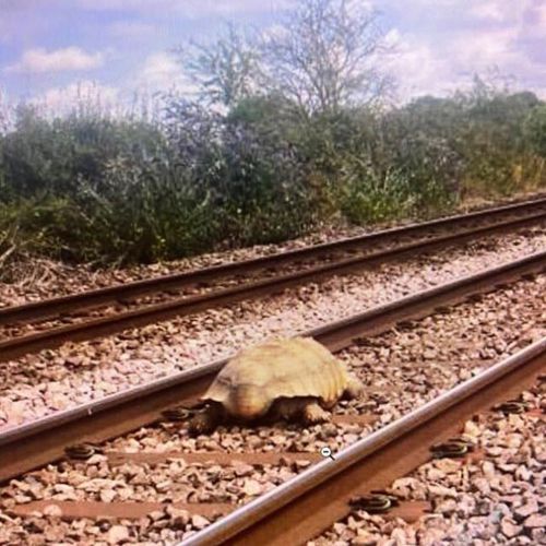 Черепаха, сбежавшая в поисках подруги, была сбита поездом и теперь выздоравливает