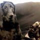 Кошка помогает ослепшему псу ориентироваться в доме