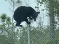 Чтобы перелезть через забор и попасть на базу ВВС, медведю потребовалось несколько секунд