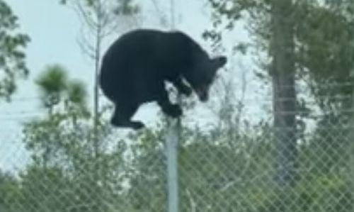 Чтобы перелезть через забор и попасть на базу ВВС, медведю потребовалось несколько секунд